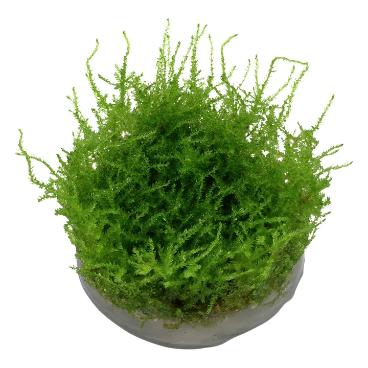 Tropica Vesicularia dubyana Christmas 1-2-GROW